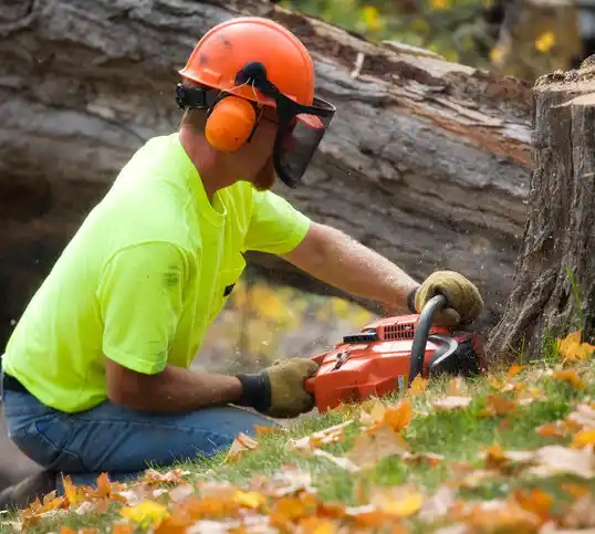 tree services Conesus Hamlet